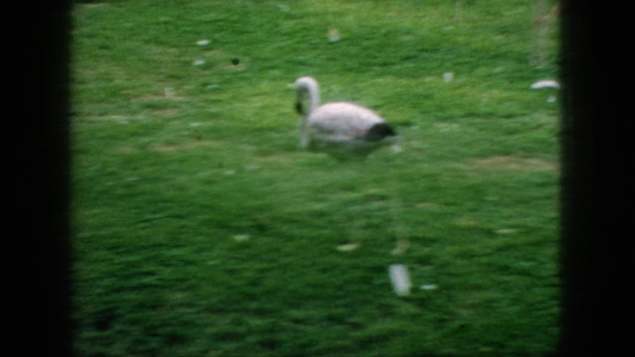 1966 New Jersey 8mm frame showing a pale flamingo-like bird on green grass, seen through dark enclosure or railing bars.
