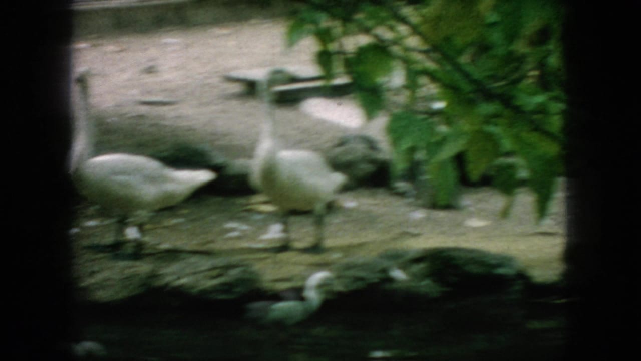 White geese near a pond edge with leaves and dark bars in the foreground.