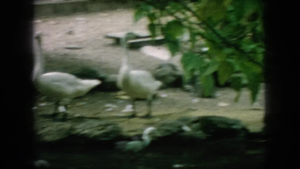 1966 New Jersey 8mm frame with white geese standing near the water and fenced edge, partly obscured by dark foreground bars and foliage.