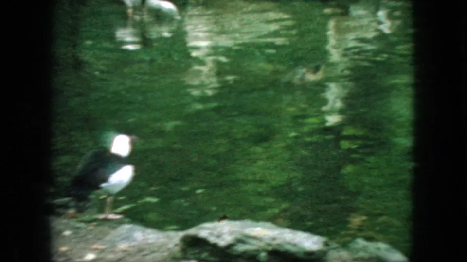 1966 New Jersey 8mm frame showing a dark-and-white waterbird near rocks and green pond water, viewed through the same dark foreground bars.