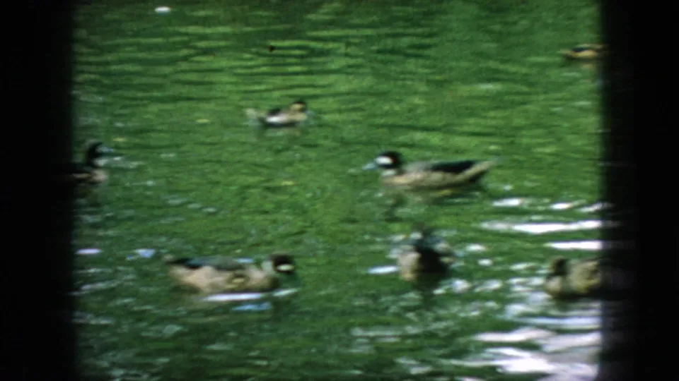 1966 New Jersey 8mm frame showing several ducks swimming in green pond water, with ripples, reflections, and dark enclosure bars framing the view.