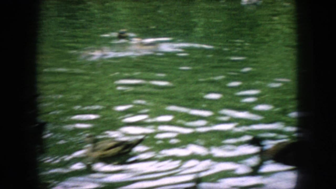 1966 New Jersey 8mm frame showing ducks on reflective green pond water, partially obscured by dark vertical foreground bars.
