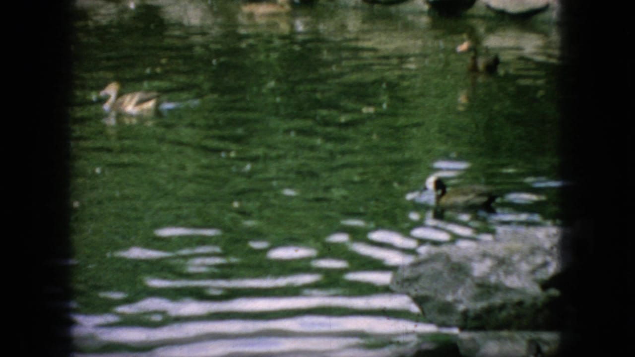Ducks and ducklings near rippled green water with dark frame edges.