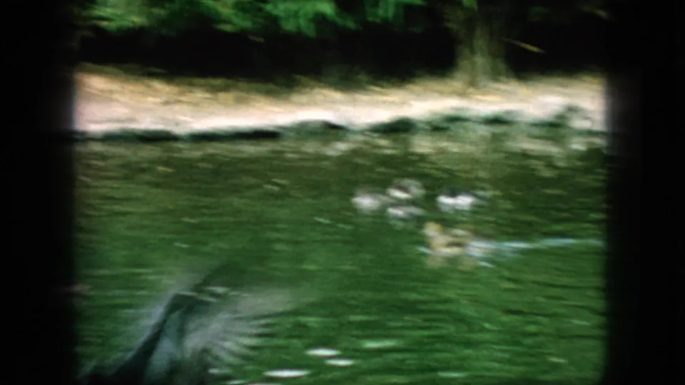 1966 New Jersey 8mm frame showing ducks on green pond water beside a low shoreline with rocks and vegetation.
