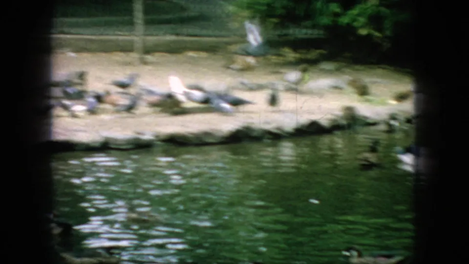 1966 New Jersey 8mm frame showing ducks gathered on a sandy pond edge near rocks, green water, and chain-link fencing.