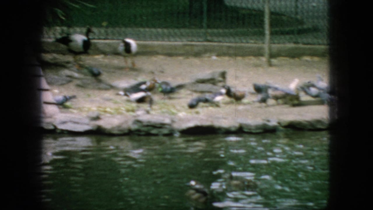 1966 New Jersey 8mm frame showing pigeons or ducks on a rocky pond shore with green water in the foreground.