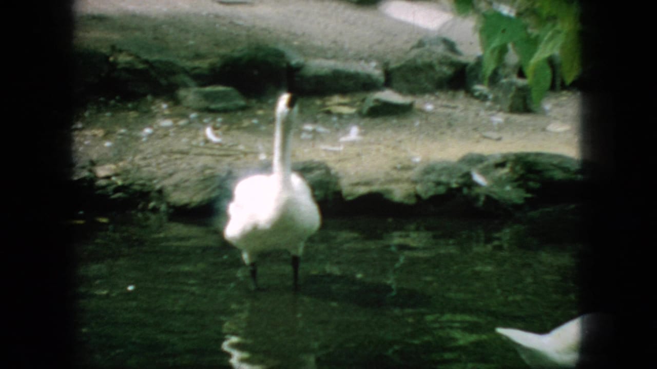 A white swan stands in shallow green water near a rocky bank.