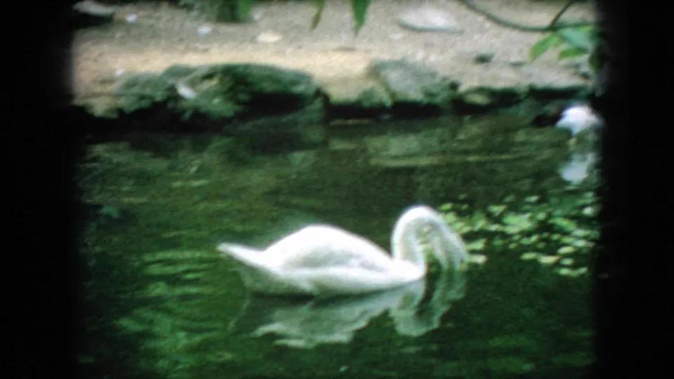 1966 New Jersey 8mm frame showing a white swan swimming across green pond water near the rocky shore.