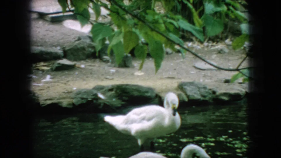 1966 New Jersey 8mm frame of a white swan near a green pond edge, with overhanging leaves and shoreline stones visible.