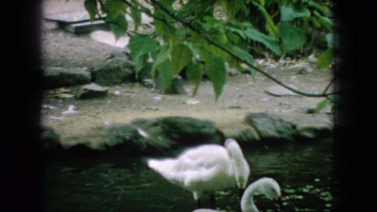 In 1966 New Jersey 8mm home-movie footage, white swans stand and feed in a shaded pond bordered by stones and leafy greenery.