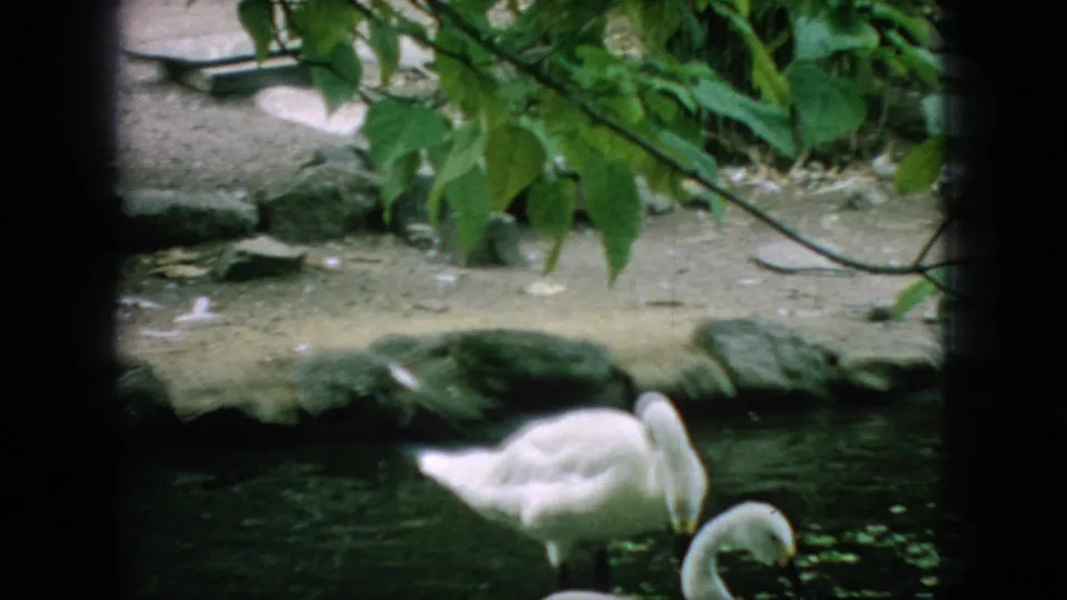 In 1966 New Jersey 8mm home-movie footage, white swans stand and feed in a shaded pond bordered by stones and leafy greenery.