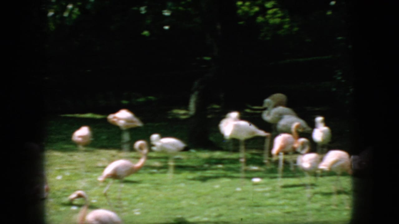 Pink flamingos forage in shallow green water near a shaded bank.