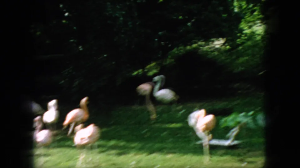 A handheld 8mm frame shows flamingos on a grassy, shaded enclosure area with a white swan near the lower edge of the frame.