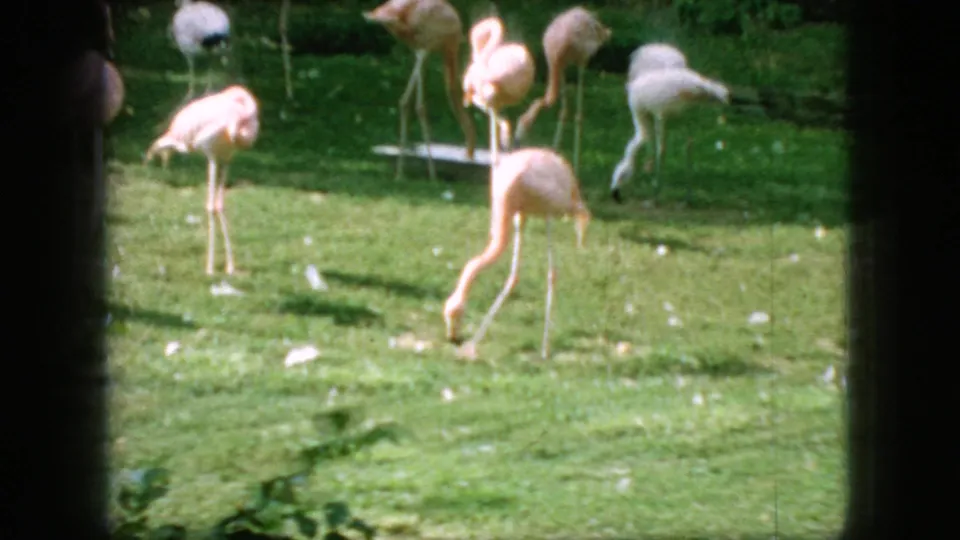 Several pink flamingos stand, bend their necks, and forage on a sunlit grassy area, with scattered white feathers visible in the vintage 8mm frame.