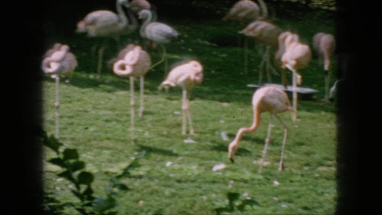 1966 8mm home-movie frame from New Jersey showing pink flamingos standing, resting, and feeding on a green lawn in a zoo-like enclosure.