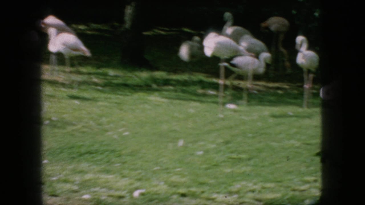 1966 8mm home-movie frame showing a loose group of pink flamingos standing on green grass in a shaded outdoor enclosure in New Jersey.