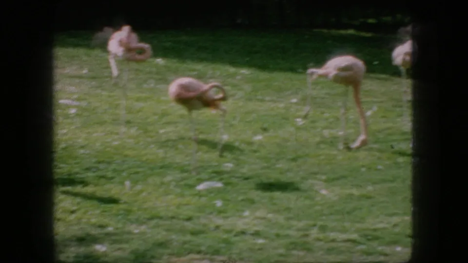1966 New Jersey 8mm frame showing pink flamingos on a grassy enclosure lawn, including birds resting low and others bending their necks to feed.
