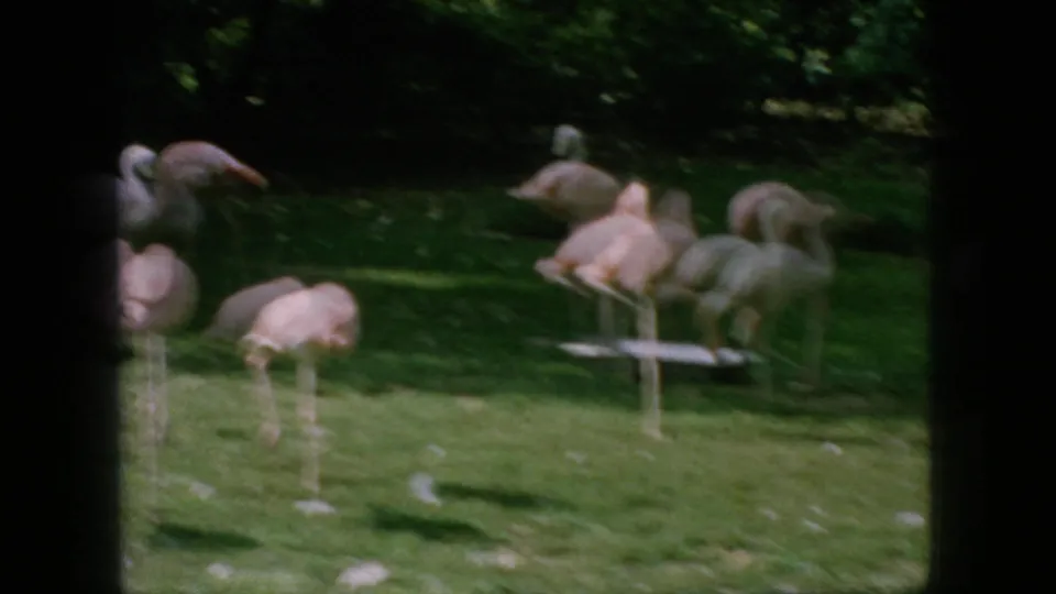 1966 8mm home-movie frame from New Jersey showing pink flamingos grouped on a green enclosure lawn with some birds feeding and others standing upright.