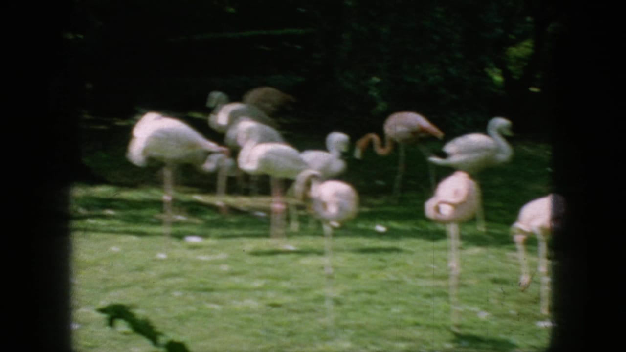 1966 New Jersey 8mm frame showing several pink flamingos standing, bending, and foraging on a grassy zoo or wildlife-park lawn.