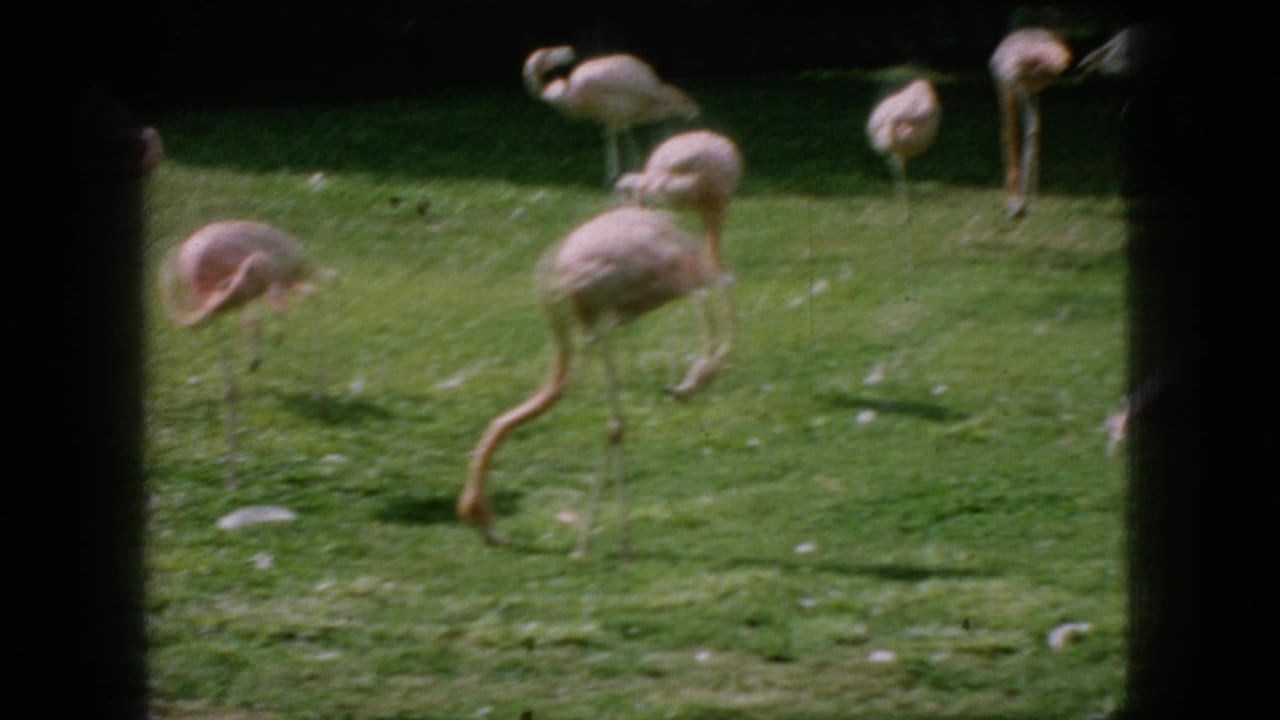 1966 New Jersey 8mm frame with flamingos dispersed across a green lawn, including birds standing, feeding, and lowering their curved necks.