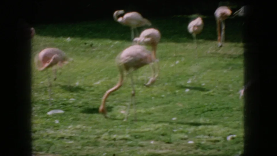 1966 New Jersey 8mm frame with flamingos dispersed across a green lawn, including birds standing, feeding, and lowering their curved necks.