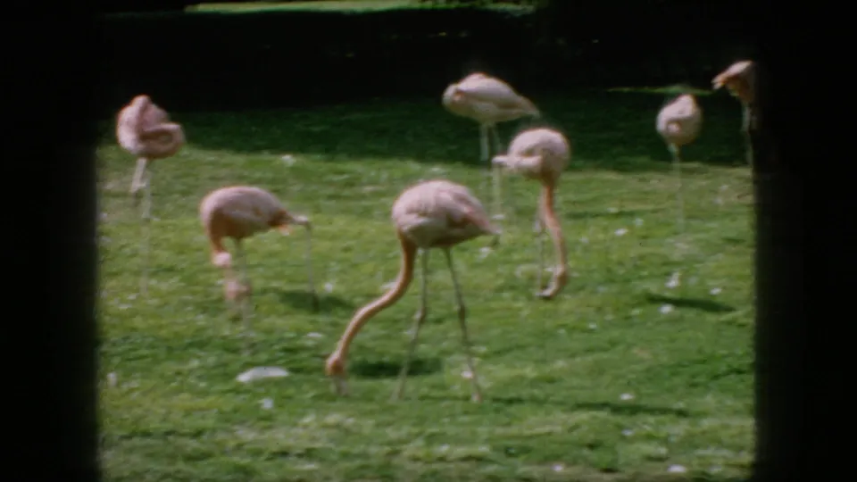 1966 New Jersey 8mm frame showing flamingos feeding and standing in a grassy enclosure, with a dark upper border and soft home-movie texture.