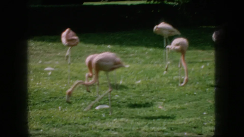 1966 New Jersey 8mm frame showing a small group of flamingos on grass, including one bird with its neck lowered toward the ground.