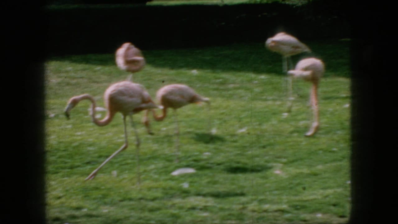 1966 New Jersey 8mm frame showing several pink flamingos on a sunlit grassy zoo lawn, viewed through a dark window-like foreground frame.