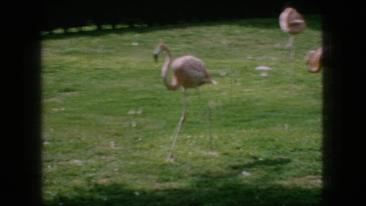 A flamingo stands on one leg on grass with other flamingos partly visible in the background.