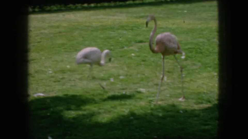 1966 New Jersey 8mm frame showing two flamingos in a grassy enclosure, one feeding low while another stands upright in partial shade.