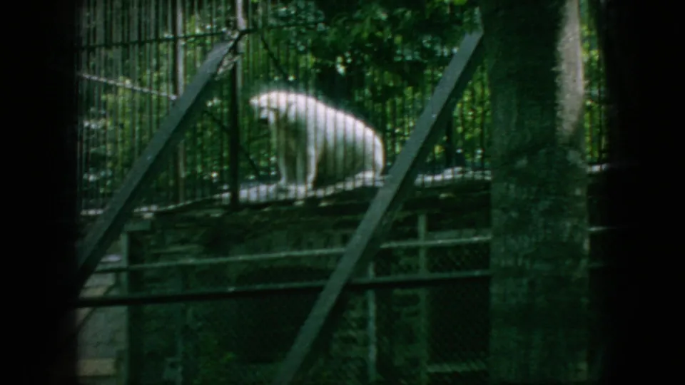 1966 New Jersey 8mm frame showing a pale animal form behind zoo fencing and structural supports, with trees and enclosure elements in shade.