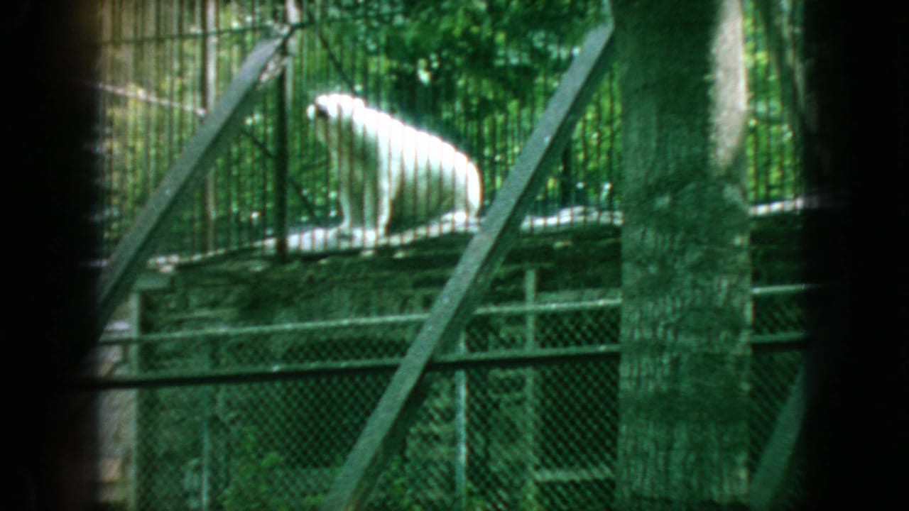 1966 New Jersey 8mm frame showing a white bear behind chain-link fencing, with trees, rails, and dark film-frame edges visible.