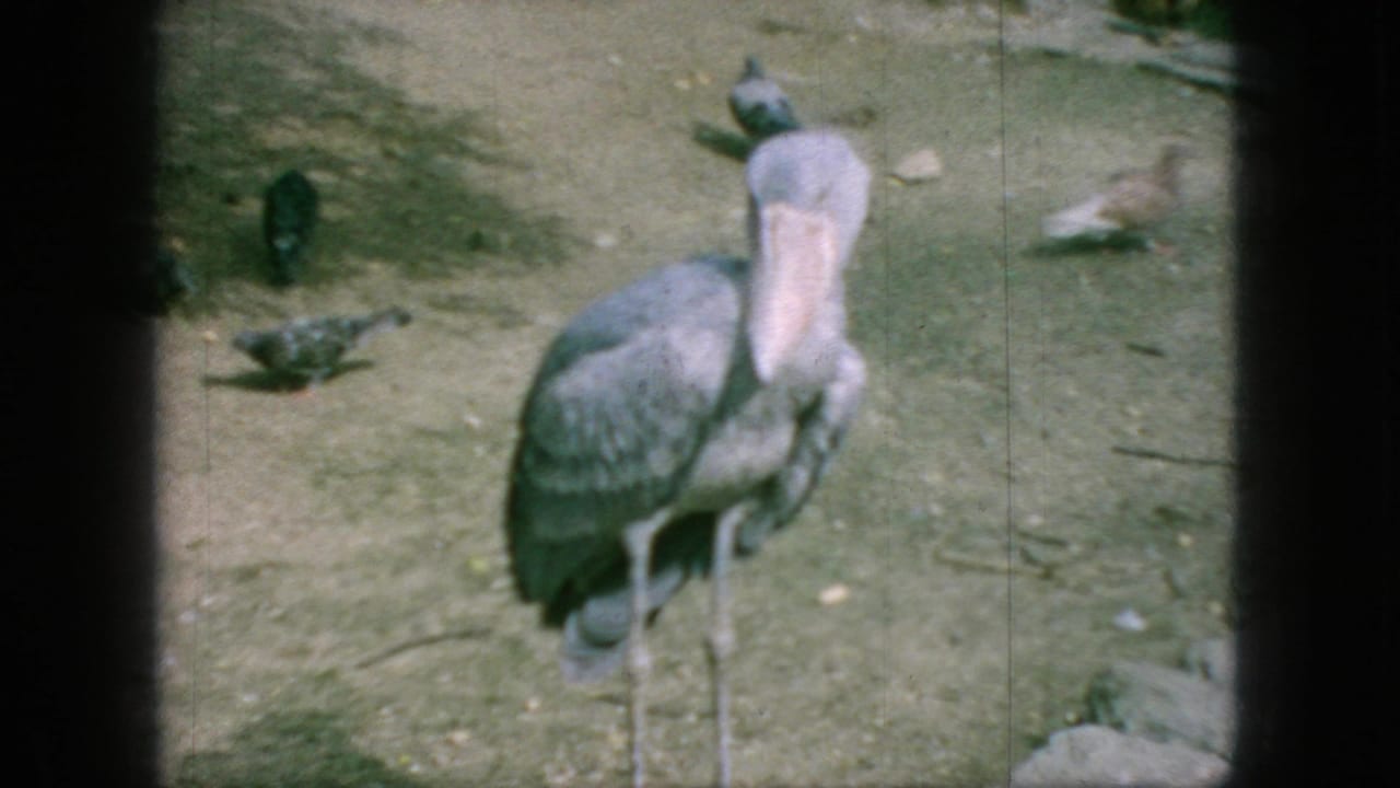 Large shoebill stork standing on bare ground with pigeons nearby.