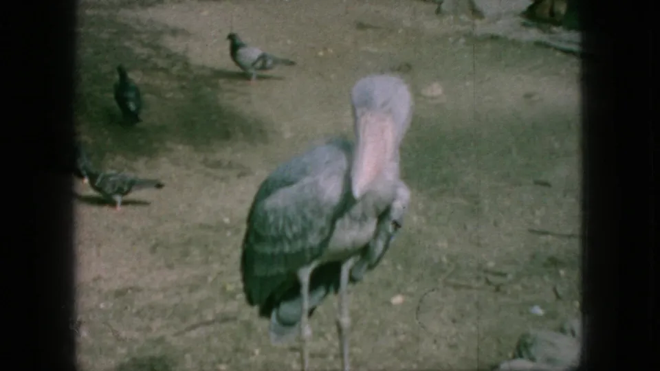 1966 New Jersey 8mm frame showing a large shoebill stork-like bird centered on bare enclosure ground, with pigeons visible in the background and foreground.