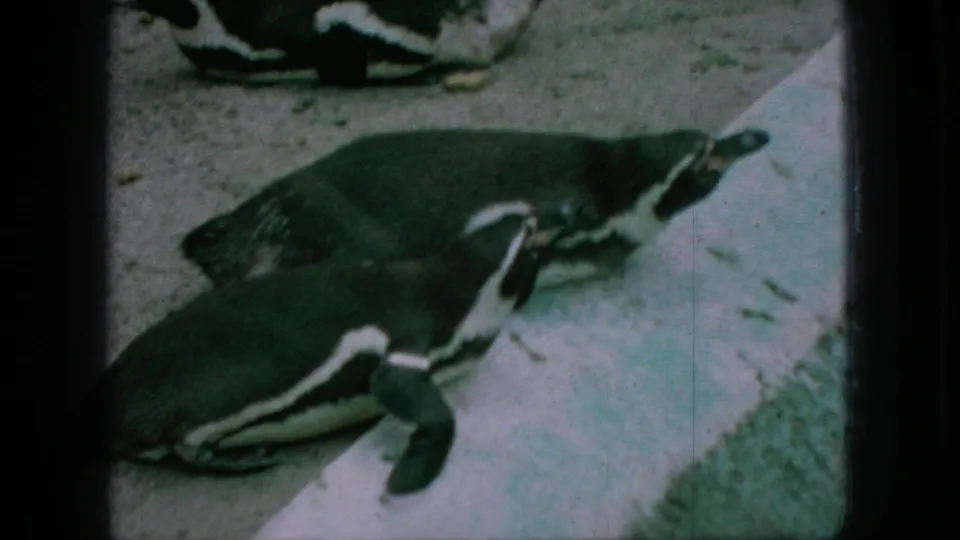 1966 New Jersey 8mm frame showing several penguins on a concrete zoo surface, with high contrast markings, soft focus, and dark scan borders.