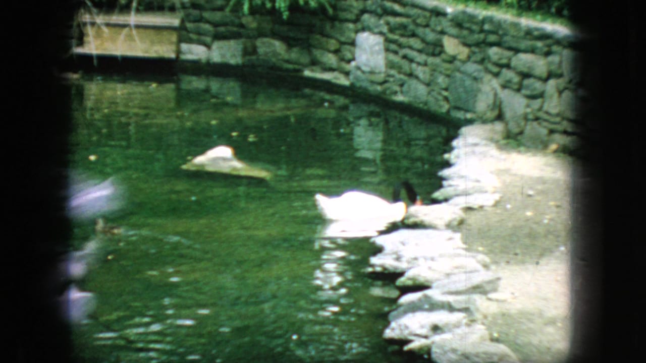 White swan on a green pond beside stone walls and a concrete bank.
