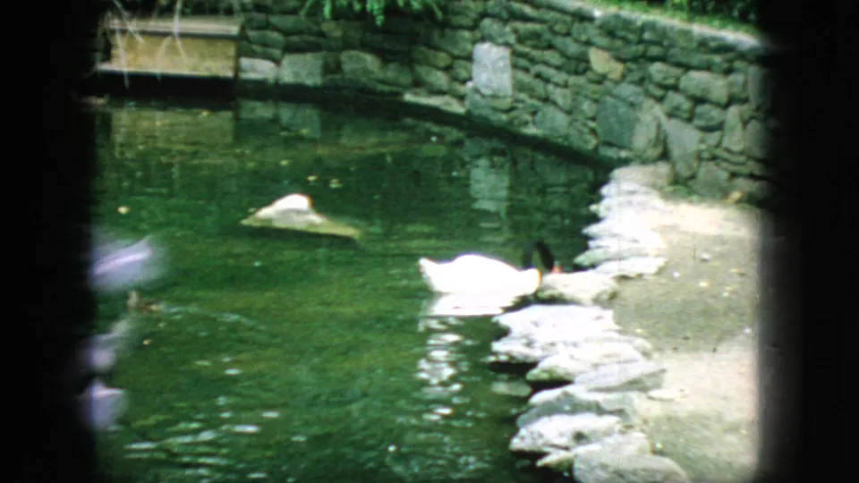 1966 New Jersey park footage frame with a white swan on green pond water near a stone retaining wall, rocks, and pale concrete shoreline.
