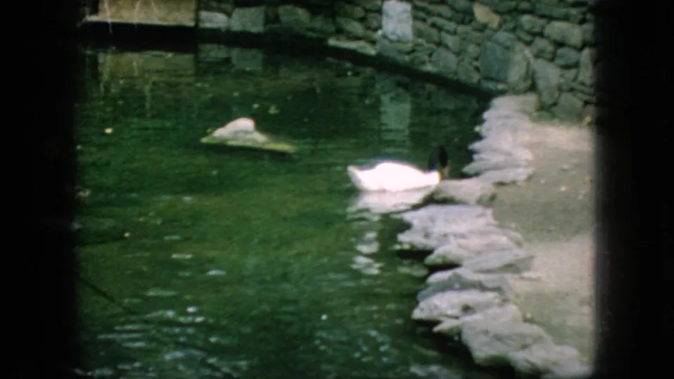 1966 New Jersey 8mm still showing a white swan and a dark-and-white water bird near the rocky edge of a landscaped pond enclosure.