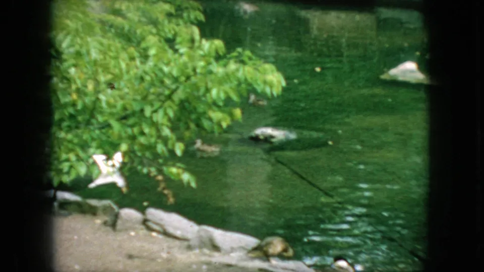 1966 New Jersey home-movie frame showing a green pond enclosure with leafy branches, rocks, a white bird near the water, and a small animal at the lower edge.