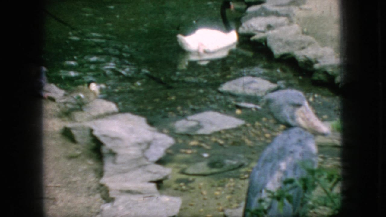 1966 New Jersey 8mm frame showing a white swan on pond water near a rocky edge, with darker waterfowl partly visible behind it.