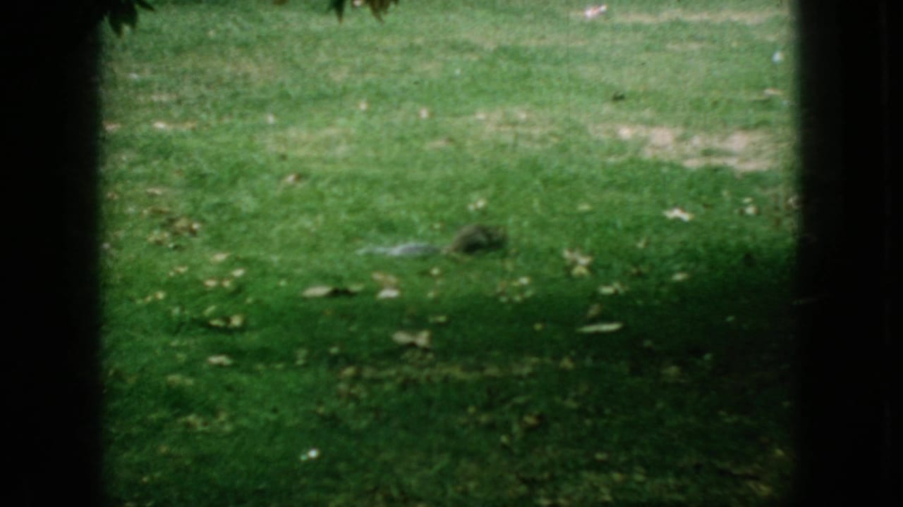 Green lawn with scattered leaves and dark frame edges.