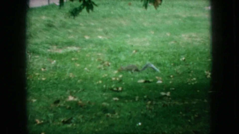 1966 New Jersey 8mm frame showing a squirrel running across a green park lawn, with scattered leaves and dark film edges visible.