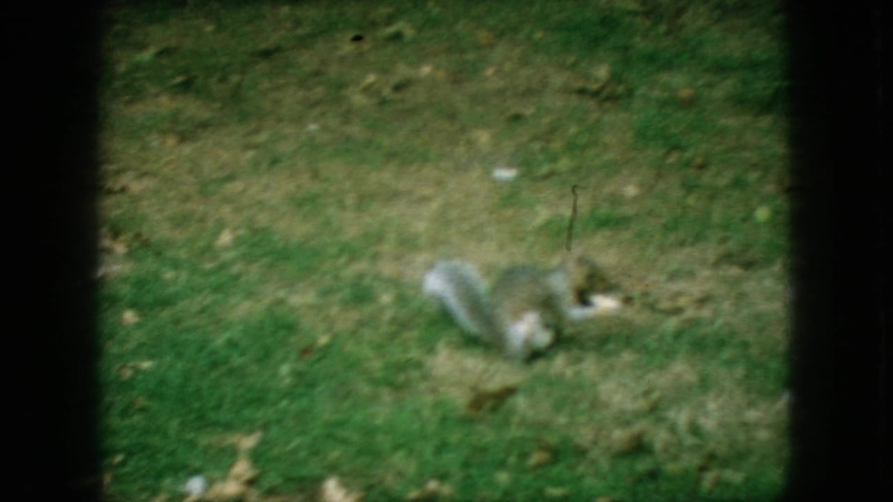 Gray squirrel on a grassy New Jersey lawn in supplied 1966 8mm home-movie footage, seen softly through dark frame edges.