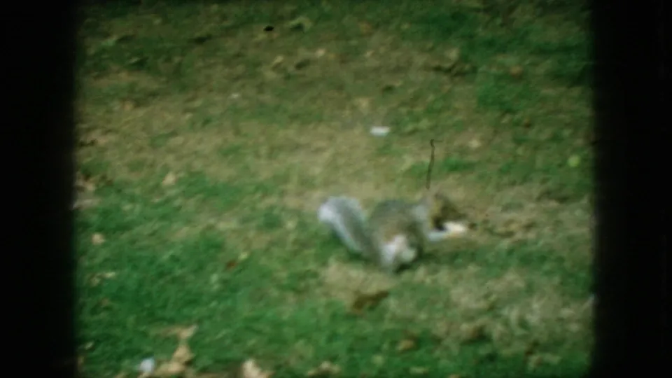 Gray squirrel on a grassy New Jersey lawn in supplied 1966 8mm home-movie footage, seen softly through dark frame edges.