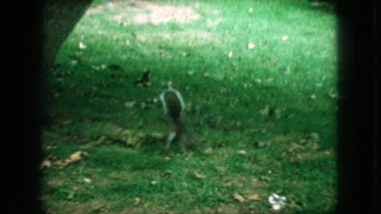 Gray squirrel standing upright on green grass near scattered leaves.