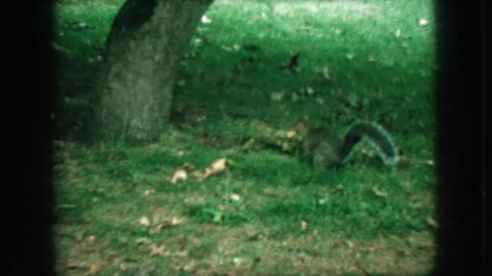 Gray squirrel forages near a tree trunk on a grassy lawn in the supplied 1966 New Jersey 8mm footage.