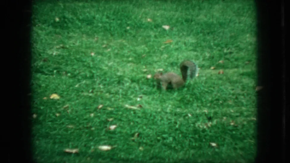 Gray squirrel crosses the green lawn with its bushy tail raised in the 1966 New Jersey home-movie footage.