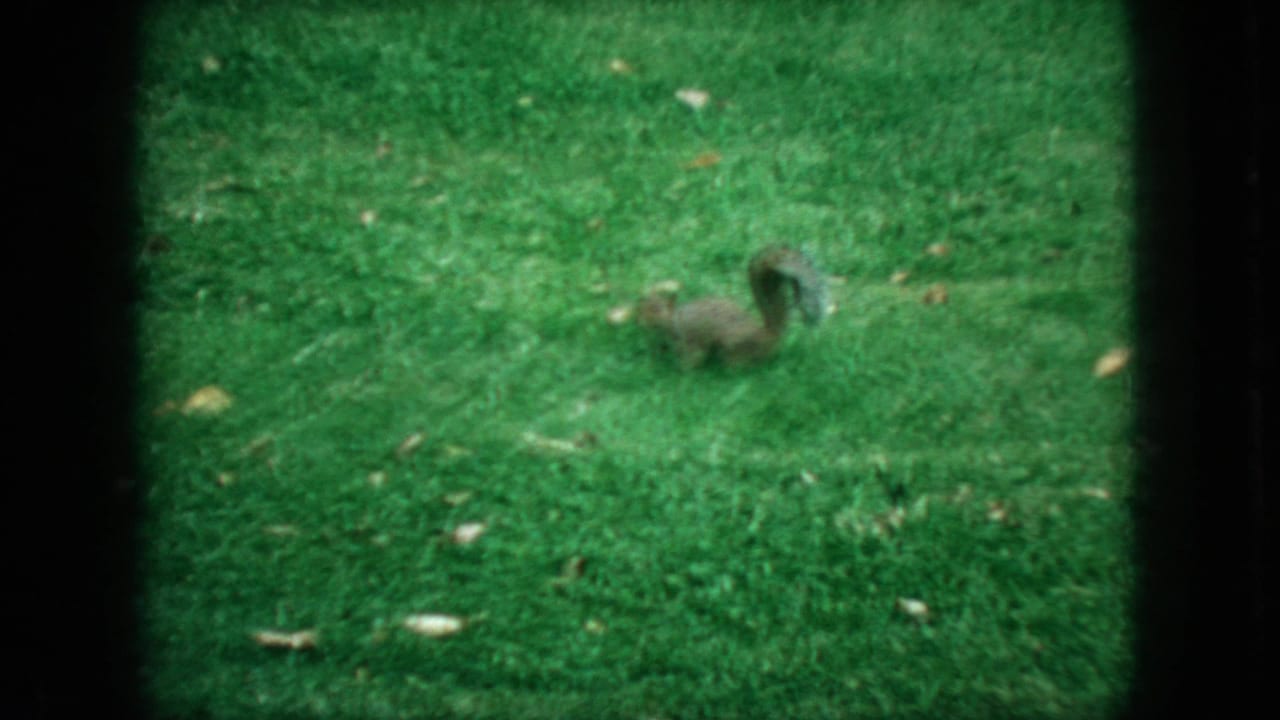 A bushy-tailed squirrel crosses a green park lawn in metadata-supported 1966 New Jersey 8mm footage, with soft focus and dark film border visible.