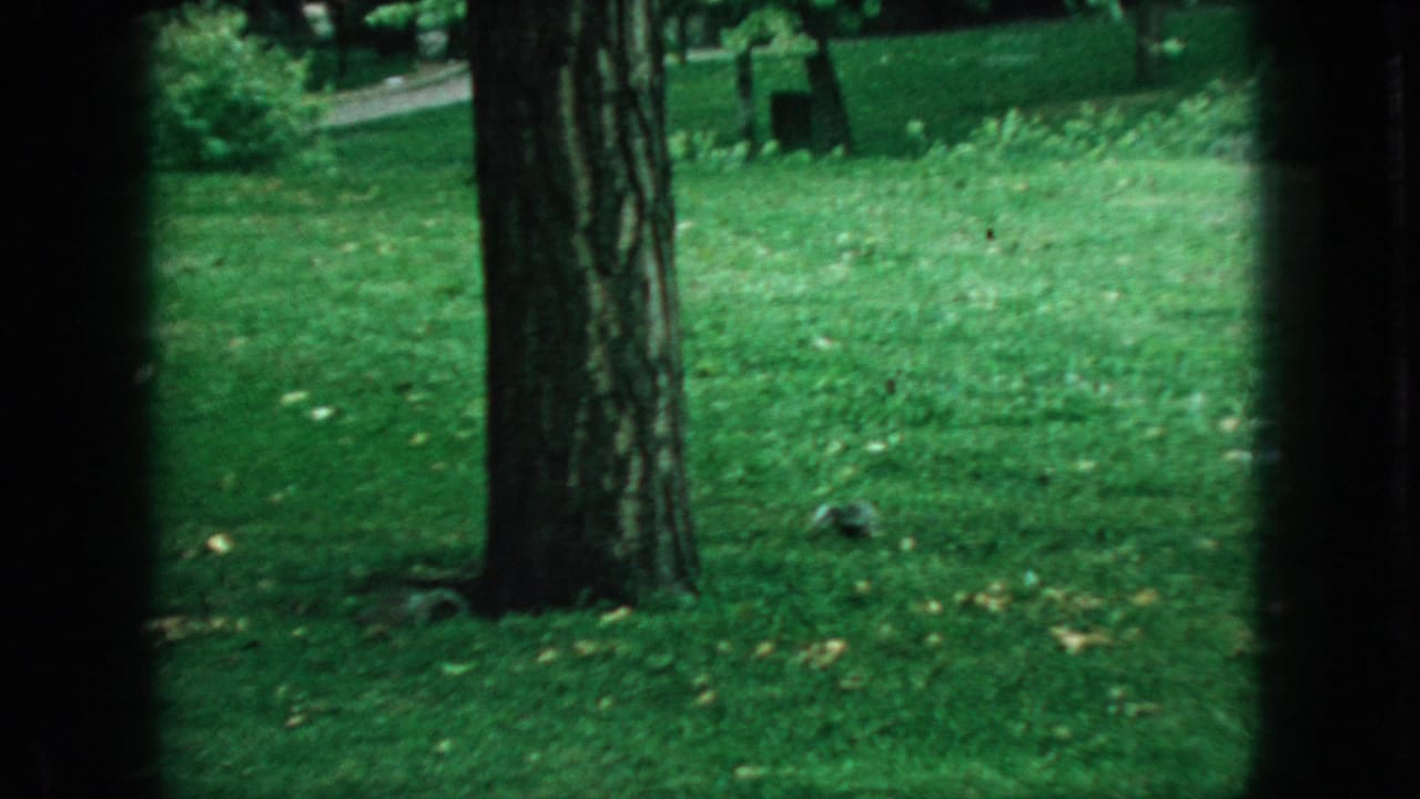 Green park lawn with tree trunks and a small squirrel near the ground.