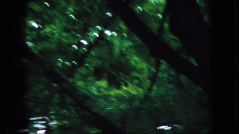 The camera tilts or cuts upward into dense green foliage and dark branches, retaining the soft, handheld 8mm texture of the New Jersey park footage.